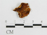 登錄號:F0005476藏品圖，第3張