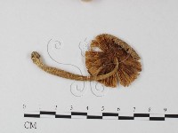 登錄號:F0005477藏品圖，第1張