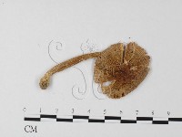 登錄號:F0005477藏品圖，第3張