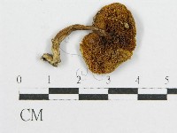 登錄號:F0005478藏品圖，第1張
