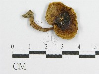 登錄號:F0005478藏品圖，第3張