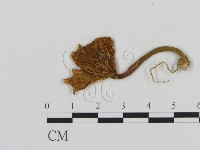 登錄號:F0005481藏品圖，第3張