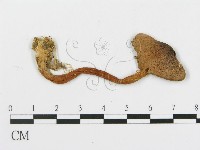 登錄號:F0005482藏品圖，第1張