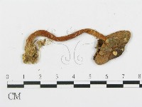 登錄號:F0005482藏品圖，第3張