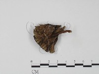 棕色革菌藏品圖，第1張