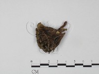 棕色革菌藏品圖，第3張