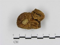 登錄號:F0005486藏品圖，第3張