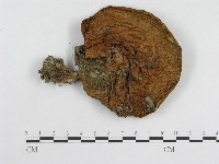 登錄號:F0005487藏品圖，第1張