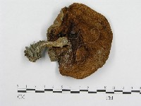 登錄號:F0005487藏品圖，第3張