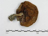 登錄號:F0005487藏品圖，第4張