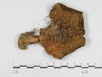 登錄號:F0005488藏品圖，第1張