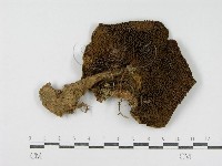 登錄號:F0005488藏品圖，第3張