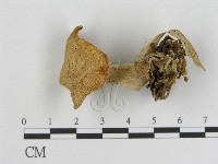 登錄號:F0005490藏品圖，第3張