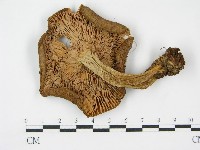 登錄號:F0005493藏品圖，第3張