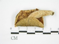 登錄號:F0005494藏品圖，第3張