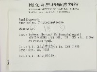 小菇屬藏品圖，第2張