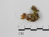 小菇屬藏品圖，第3張