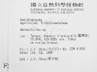 微皮傘屬藏品圖，第2張