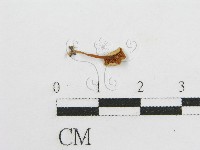 微皮傘屬藏品圖，第3張