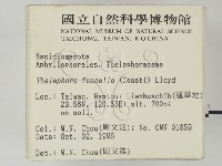 棕色革菌藏品圖，第2張