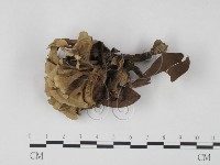 棕色革菌藏品圖，第3張