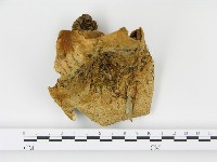 登錄號:F0005499藏品圖，第4張