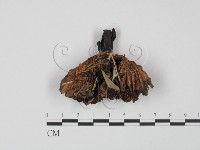 登錄號:F0005500藏品圖，第1張