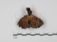 登錄號:F0005500藏品圖，第3張