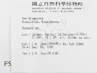 紅菇屬藏品圖，第2張