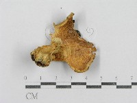 紅菇屬藏品圖，第3張