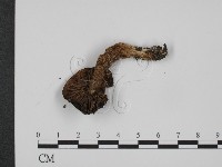 登錄號:F0005502藏品圖，第1張