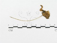 登錄號:F0005504藏品圖，第1張