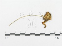 登錄號:F0005504藏品圖，第3張