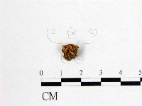 登錄號:F0005505藏品圖，第1張