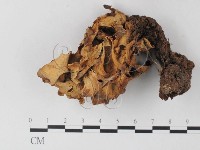 登錄號:F0005506藏品圖，第1張