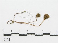 登錄號:F0005507藏品圖，第3張