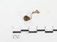 登錄號:F0005508藏品圖，第3張