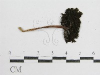 鬼傘屬藏品圖，第3張