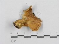 登錄號:F0005510藏品圖，第4張