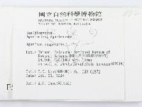 四孢蘑菇藏品圖，第2張