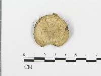 四孢蘑菇藏品圖，第1張