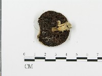 四孢蘑菇藏品圖，第3張