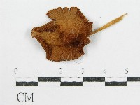 登錄號:F0005512藏品圖，第3張