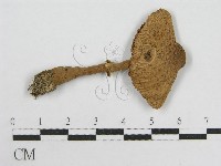 登錄號:F0005513藏品圖，第1張