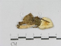 紅菇屬藏品圖，第3張