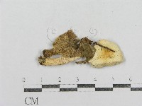 紅菇屬藏品圖，第4張