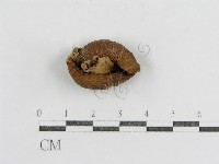 登錄號:F0005515藏品圖，第1張