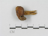 登錄號:F0005515藏品圖，第3張