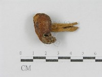 登錄號:F0005515藏品圖，第4張