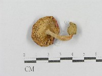 登錄號:F0005516藏品圖，第3張